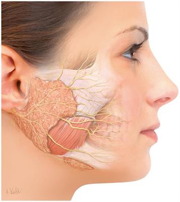 Botulinum neurotoxin type A in the interdisciplinary treatment of sialorrhea in adults and children—update and practice recommendations